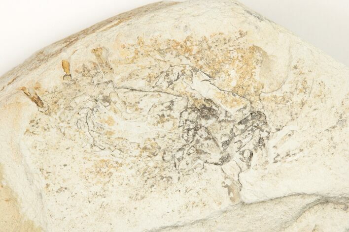 Miocene Pea Crab (Pinnixa) Fossil - California #204893